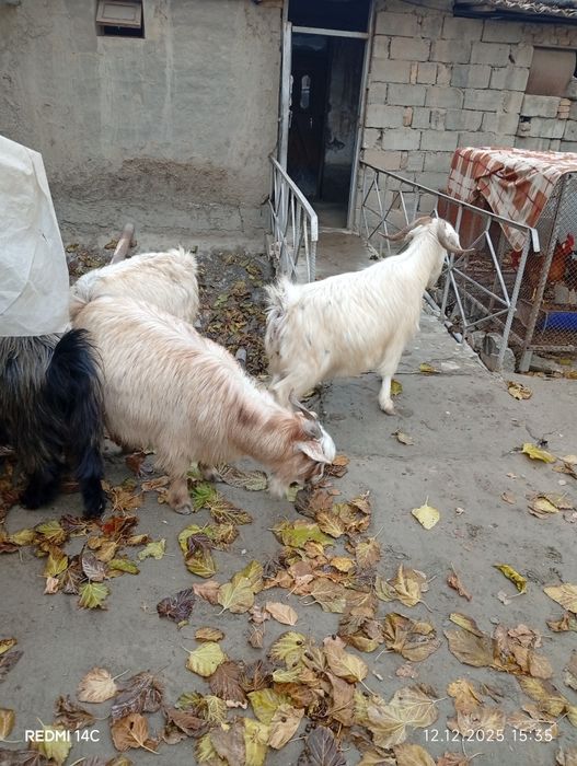 Бугоз экиззой эчкилар тезда сотилади хаммаси зур чиройли сифатли йош !