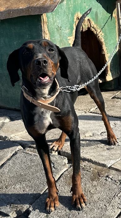 Продавам 6 годишно куче , работещо на всичко