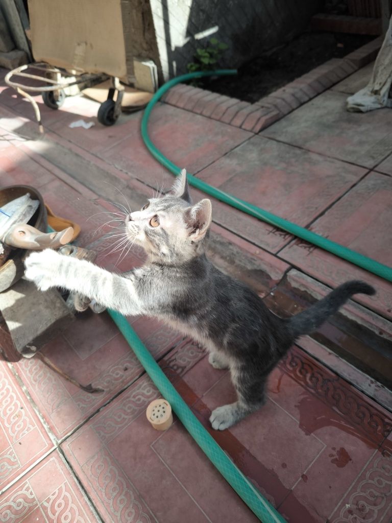 Вислоухий котёнок скотиш страйт