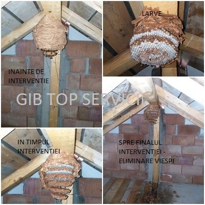 Servicii deratizare , dezinsectie , dezinfectie plosnite - gandaci