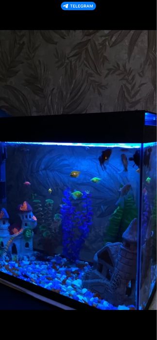 Akvarium sotiladi, hamma narsasi bilan. baliq yo’q