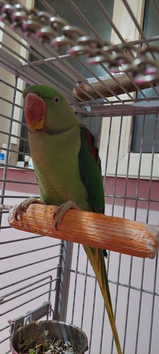 Papagal marele Alexander