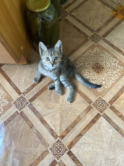 Малышка ищет добрые руки