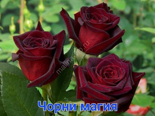 Хар хил турдаги атиргулар сотилади