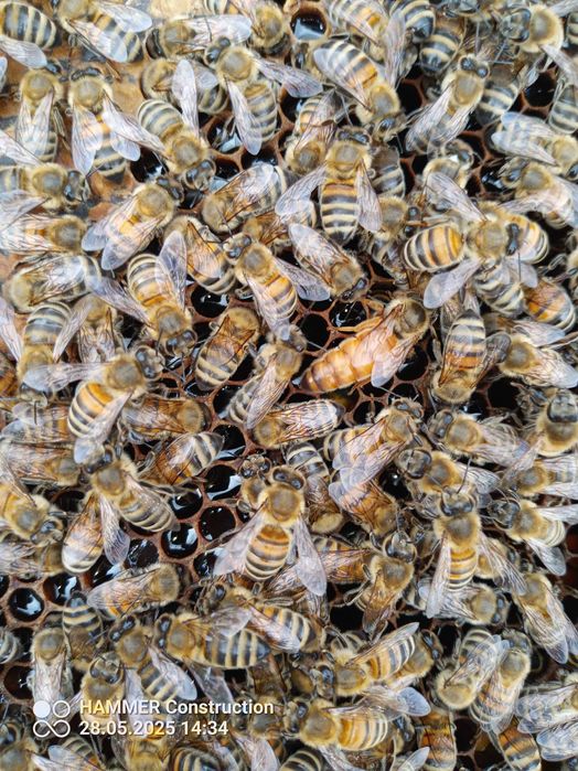 Приемам поръчки за пчелни отводки и майки BF,за сезон 2026