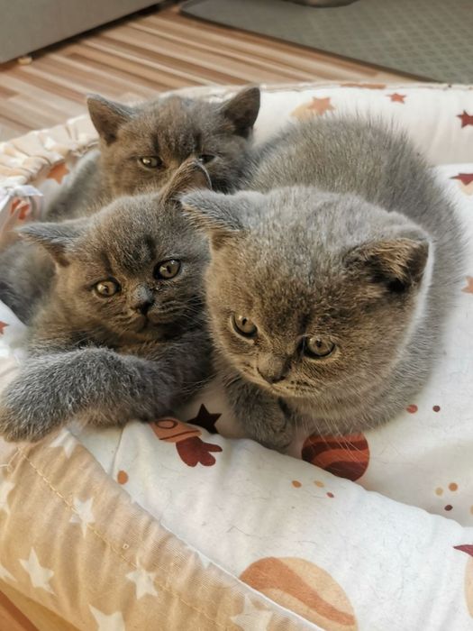 Британски котета