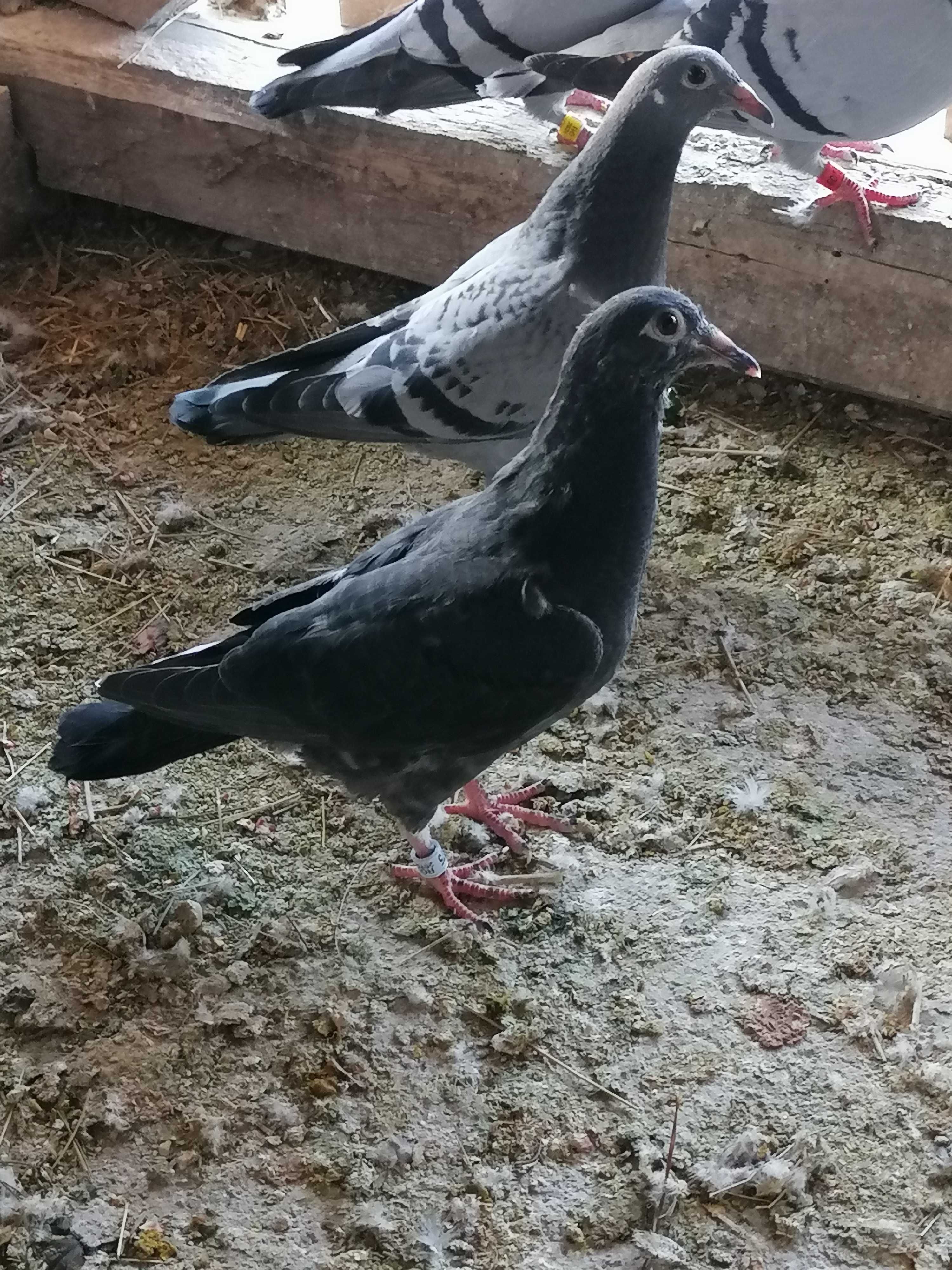 Vând porumbei maturi și pui neieșiți la zbor