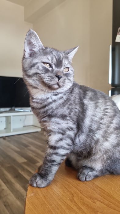 British shorthair baietel smokey tabby