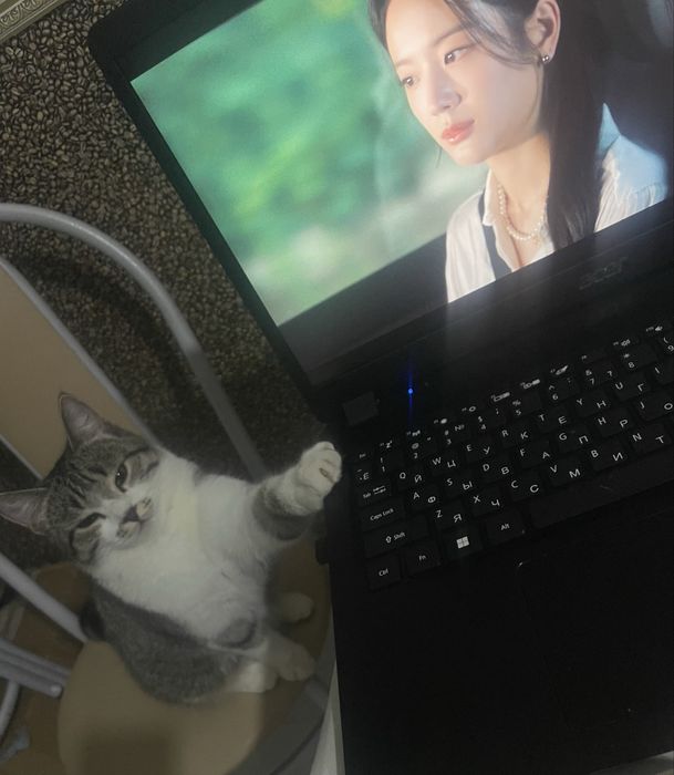 Ищем любящую семью для кошки