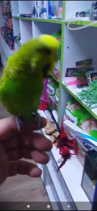 Qush cha qo‘lga o‘rgatilgan