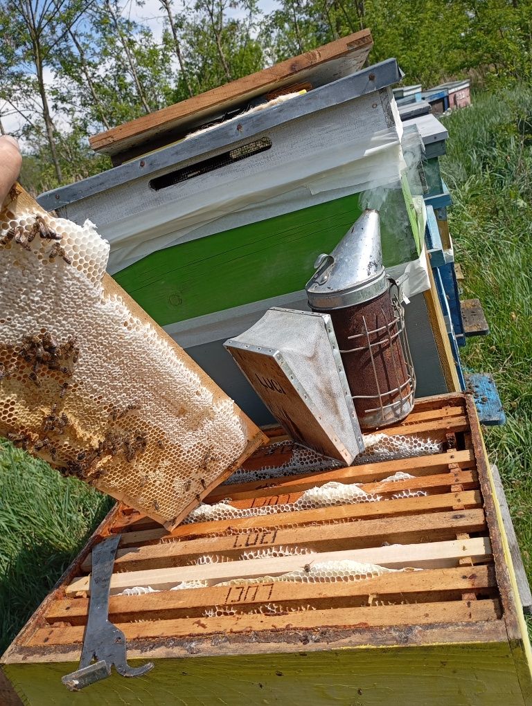 Vând  miere de rapiță en-gros
