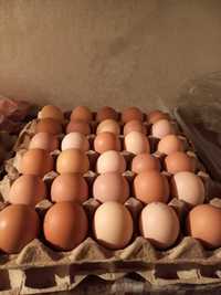 Продам домашние яйца, крупные