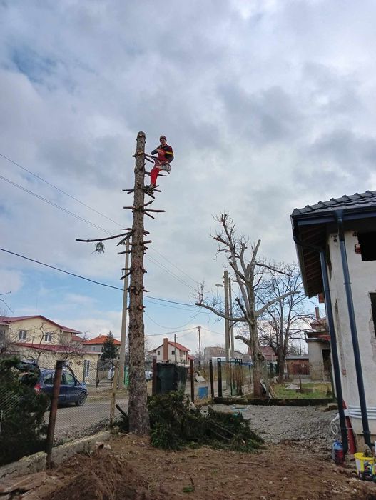 Рязане на опасни дървета арбористи кастрене премахване извозване
