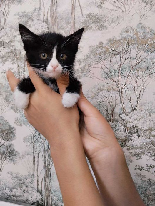 Биколорный котенок- девочка в ответственные руки