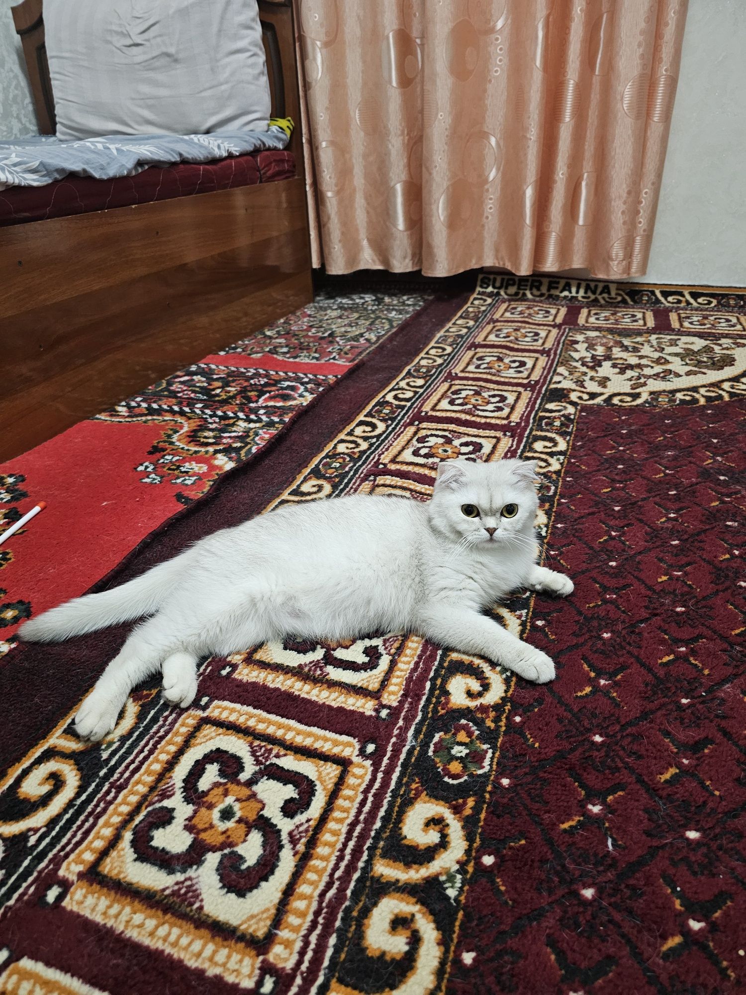Mushikchalar sotuvda Silver shinshilla