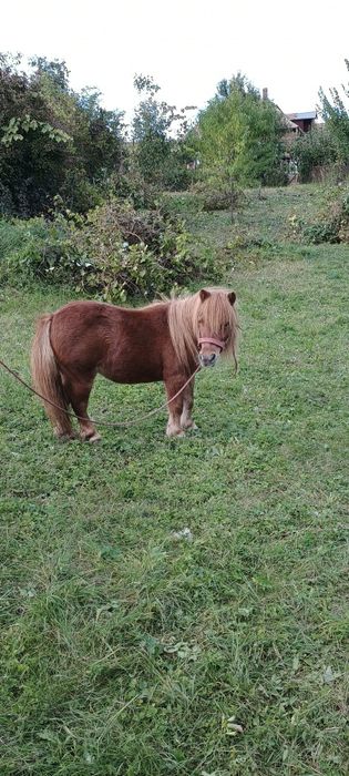 De vânzare iapă  frumoasă