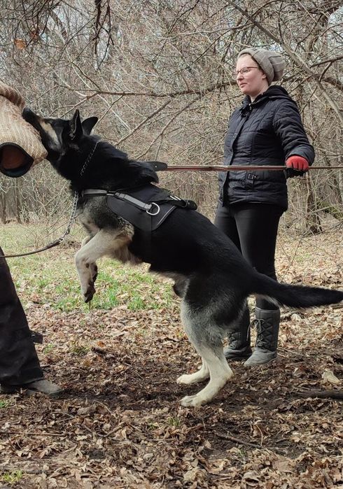 Кобель ВЕО вязка
