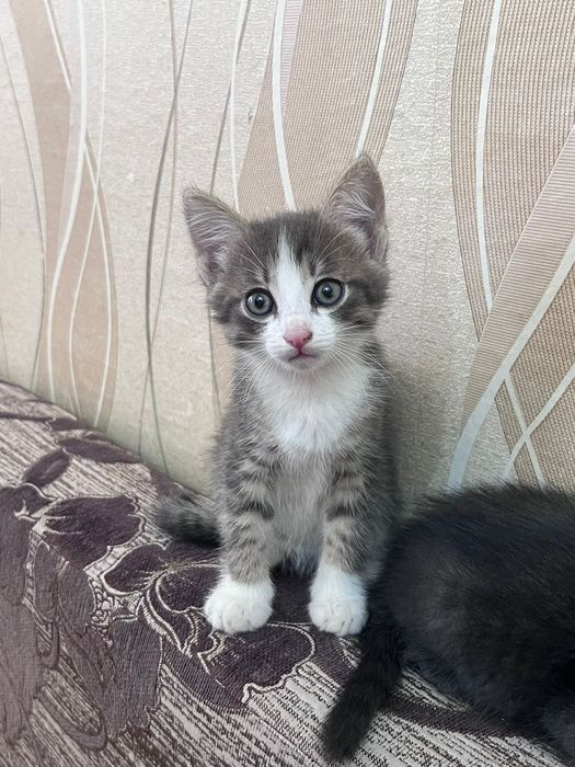 Отдам в хорошие добрые руки тел 25-10-19