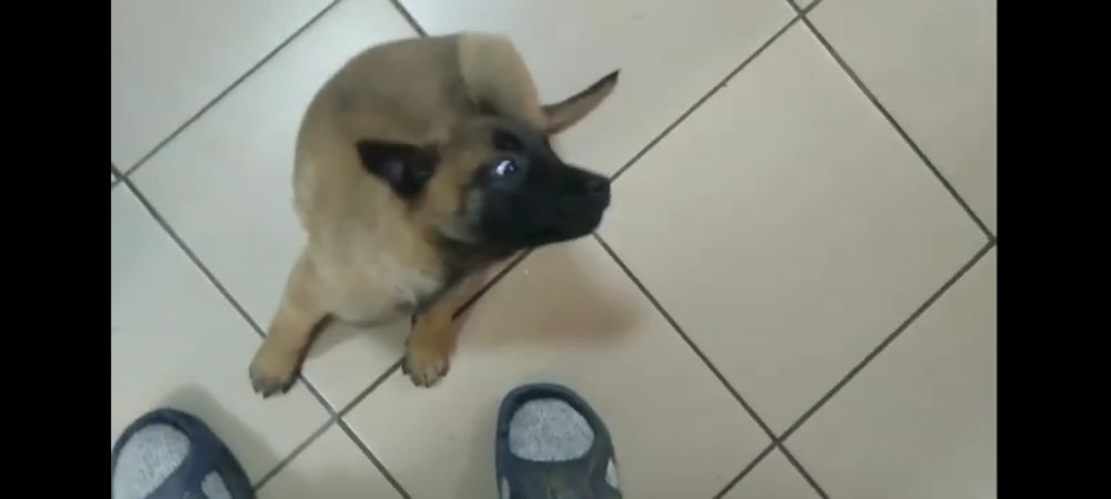 Продам малинуа срочно