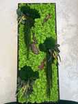 Tablouri cu plante naturale stabilizate,licheni , muschi