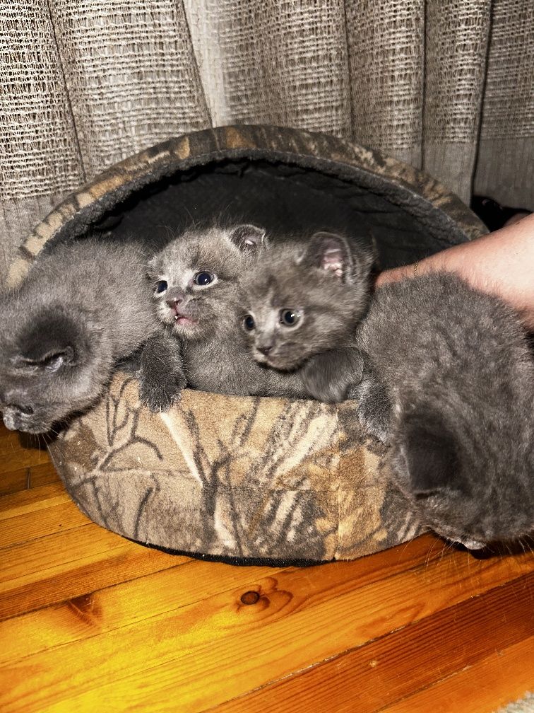 Котята  Скотиш фолд