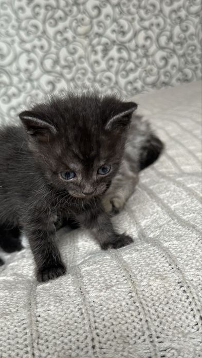 Продается кошки и котенок