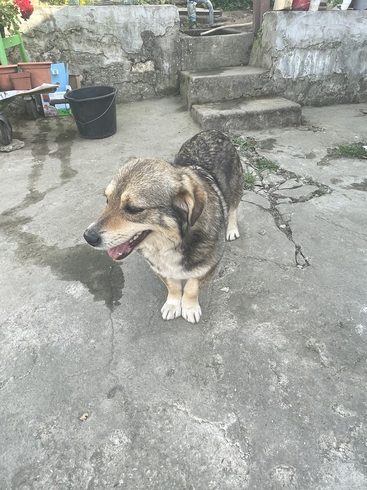 Dau catei de talie mica spre adoptie