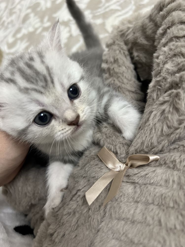 Котята  породистые шымкент