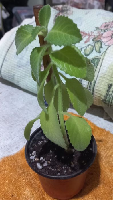 Растение Мята комнатная