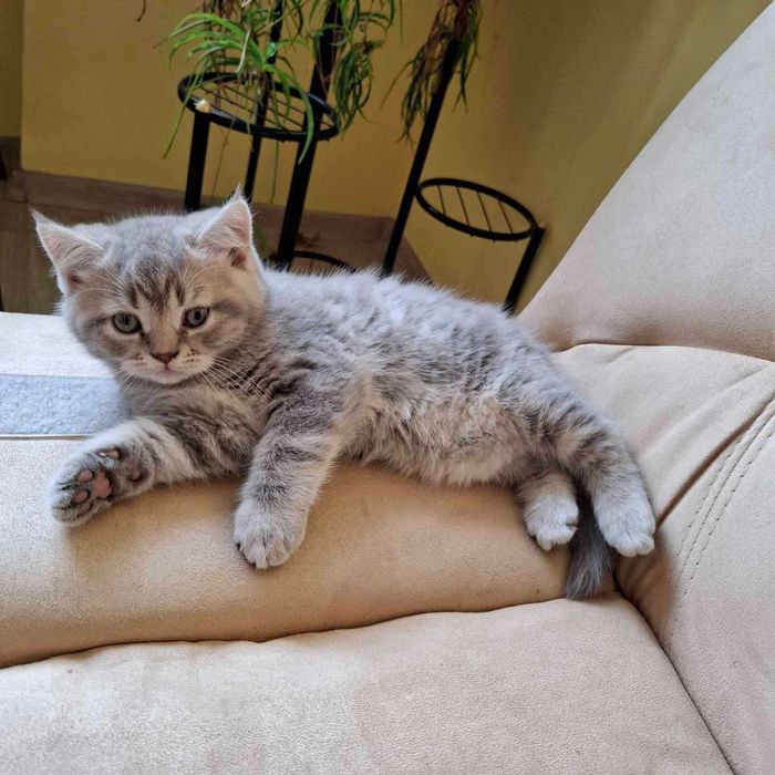 Шотландско коте момче