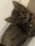 American shorthair