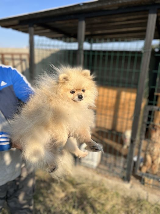 Померан мини шпиц