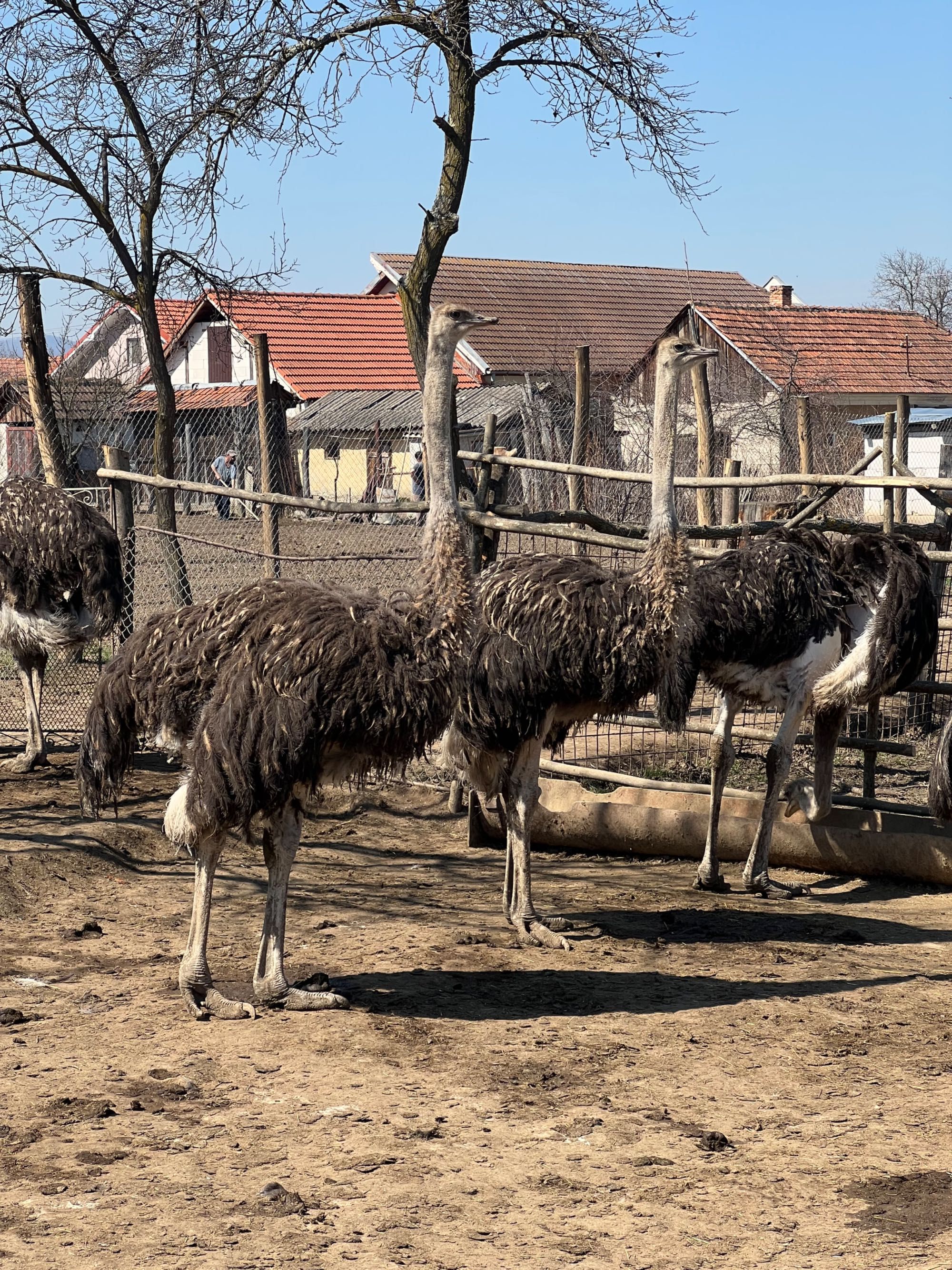 Struti de vanzare pui si tineret