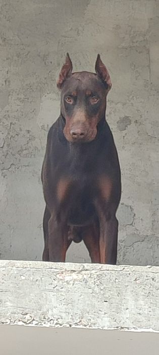 Продавам  цветни  родословни добермани