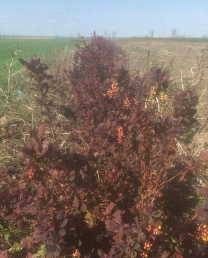 Dracila Berberis Japoneza Atropurpurea, cu frunze rosu-inchis