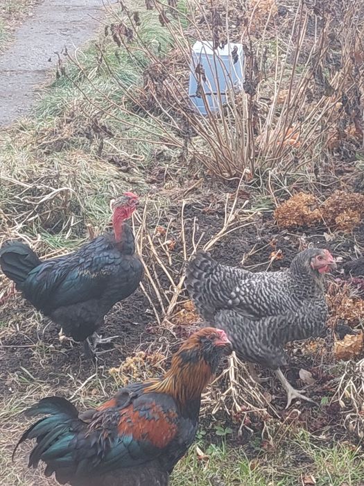 Продам  петуха голошейка