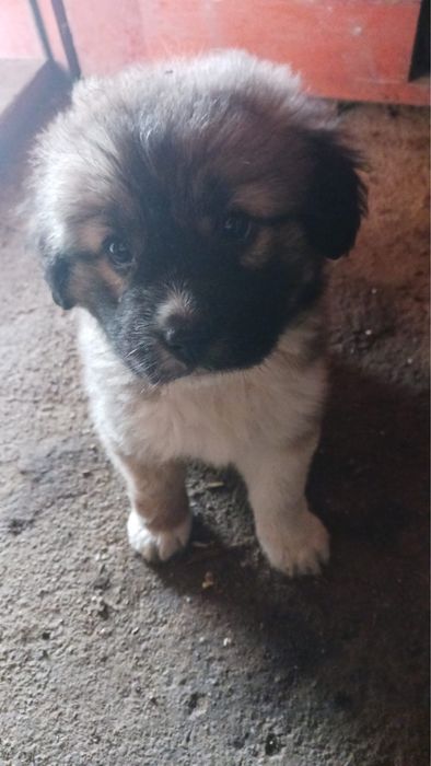 donez catelusi fata si baiat