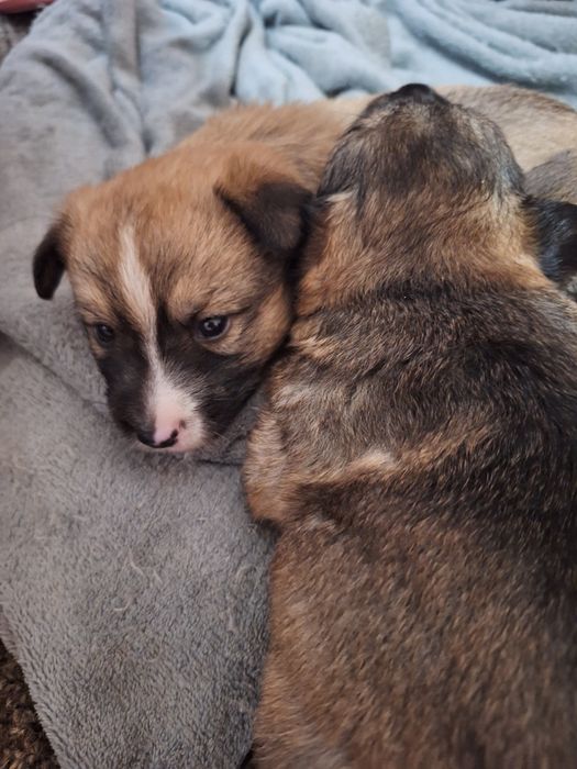 Подарявам Кученца