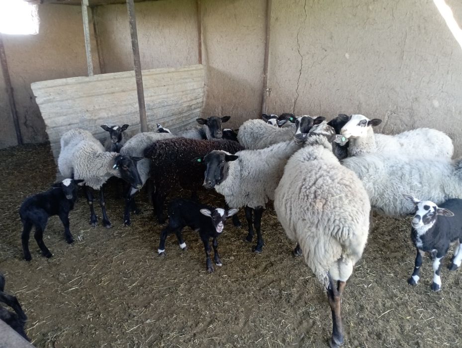 Ramanov qoylari sotladi soglom yiliga ikk marta bolalaydi 2-4 tagacha