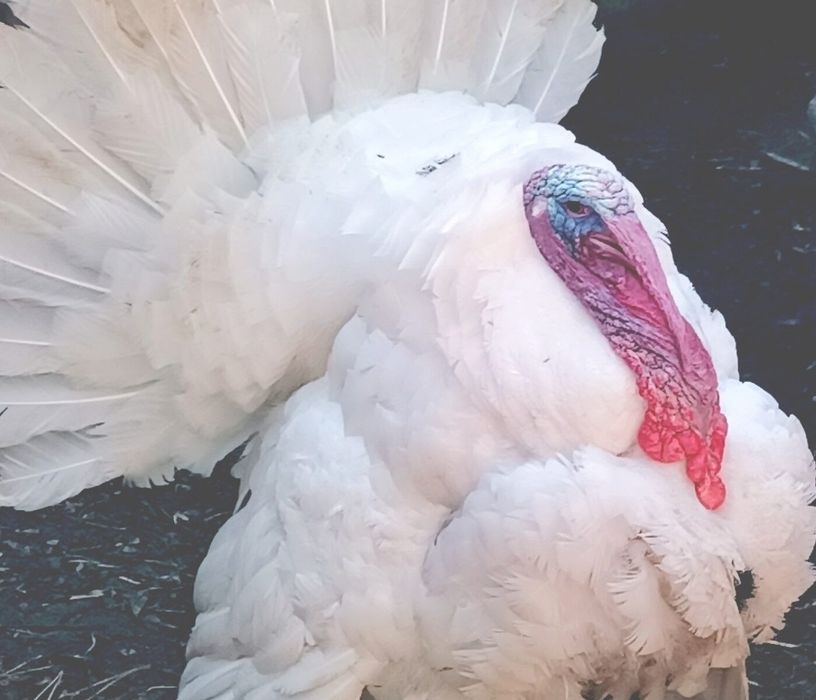 Продаются  индюки