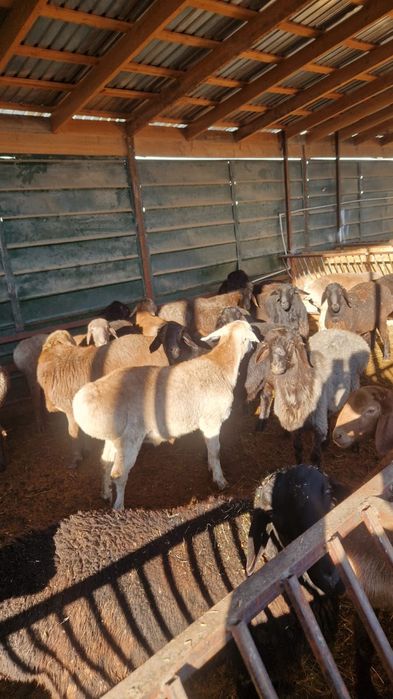 Токтылар сатылады