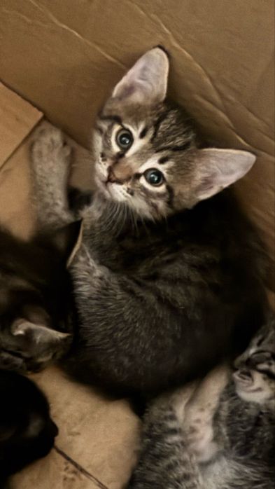 Отдам милых котят в добрые руки