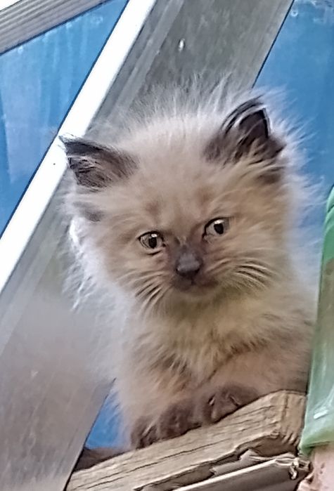 Котёнок, пушистый, метис сиамский, возраст 1 месяц
