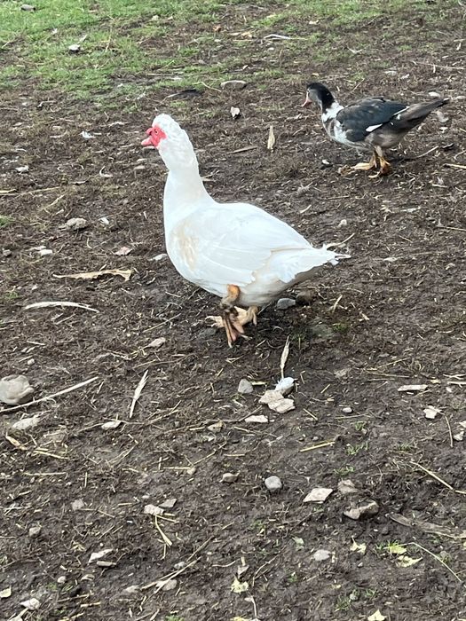 Rațe mute de vânzare