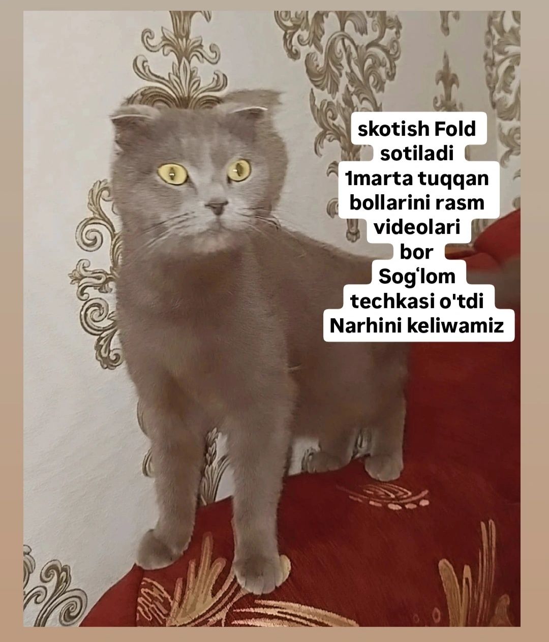 Sotiladi skotish fold va skotish strayt