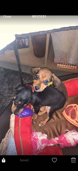 Пинчери на два месеца