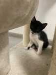 Pui de pisica mici spre adoptie