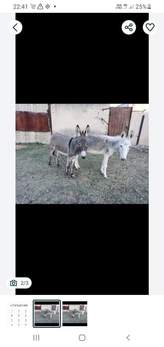 Продам ослос акция