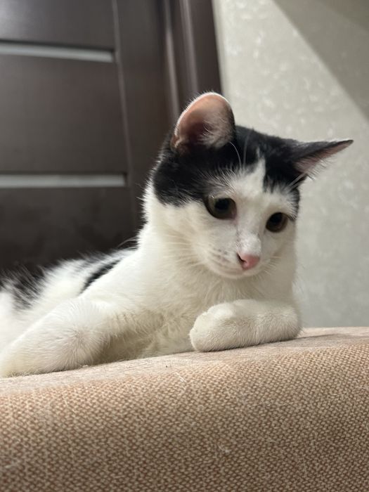 В очень добрые руки с любящим сердцем.