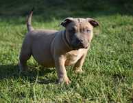 Pui American Bully cu genetic EXCEPTIONAL- Pedigree si certificate
